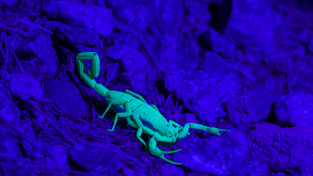 Hadrurus anzaborrego: Scorpion Finding